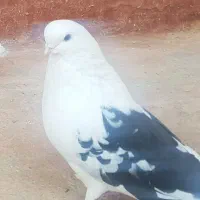 کبوتر نوک ریز