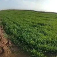 کود اسمارت پلت مرغی گرانوله ۲۵ کیلویی کروا ۱۶ عنصر|گل و گیاه طبیعی|اهواز, گلستان|دیوار