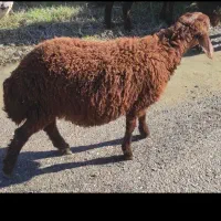 گوسفند بره نر و ماده 20 الی 40 کیلو پرواری افشار