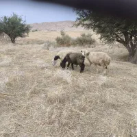 میش چاق درجه یک
