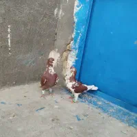 کفتر