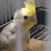 عروس جوجه سرلاکی دون خور