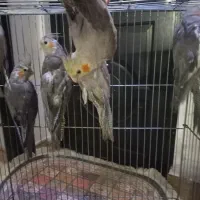 طوطی عروس هلندی|پرنده|چالوس, |دیوار