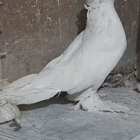 کبوتر