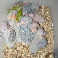 جوجه گیری نچیک