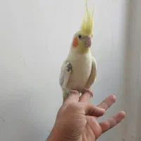 پرنده عروس هلندی