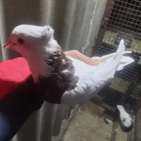 کبوتر ، کفتر ، طوقی|پرنده|تهران, کیانشهر|دیوار