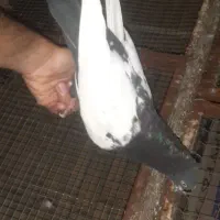 کفتر رنگی|پرنده|خرمشهر, |دیوار