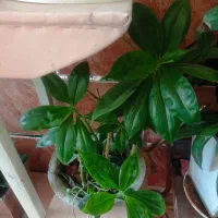 باسلام حدود پنجاه عدد گل تزیینی یا آپارتمانی|گل و گیاه طبیعی|بیضا, |دیوار