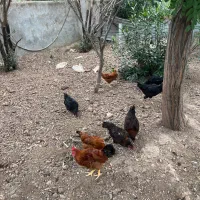 فروش مرغ محلی و کبوتر کاکلی