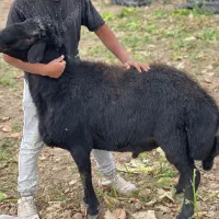 قوچ قره غزل اصیل