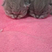 گربه|گربه|اهواز, کوروش|دیوار