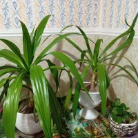 گل موزی بزرگ|گل و گیاه طبیعی|بم, |دیوار