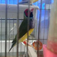 پرنده سرای پرطلا قروه درگزین|پرنده|درگزین, |دیوار