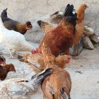 فروش جوجه و مرغ