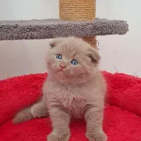 گربه های زیبا و شجره دار و تربیت شده|گربه|شیراز, ابیوردی|دیوار