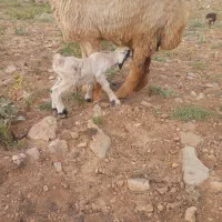 بره شیری بز میش قوچ پازن