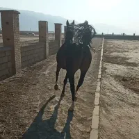 فروش اسب سر ودم گیر با اصالت شجره دار|اسب و تجهیزات اسبسواری|مرودشت, تخت جمشید|دیوار