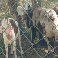 بره ماده پلنگی و یک راس شیشک قوچ|حیوانات مزرعه|شازند, |دیوار