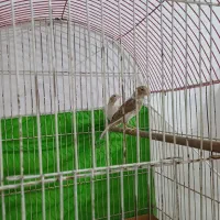 چهارجوجه قناری ابلغ
