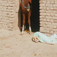 کره اسب مادیان