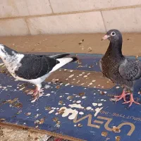 مجسمه کبوتر