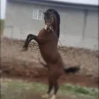 اسب