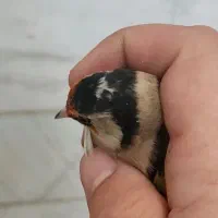 سهره نر لچک سیاه