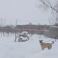 سگ سرابی|سگ|خواجه, |دیوار