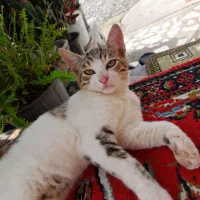 واگذاری گربه