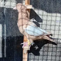 سینه زرد کفتر بوم