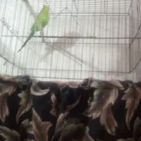 عروس هلندی وگربه ومرغ عشق|پرنده|تفت, |دیوار