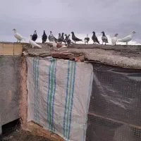 کفتر پرشی هف رنگ رنگی کاکلی