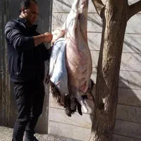 سلاخ قصاب سیار با امکانات مرادی|خدمات پذیرایی، مراسم|اراک, |دیوار