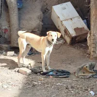 سگ نه بزرگ نه کوچک|سگ|جغتای, |دیوار