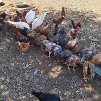 مرغ تخمی عالی