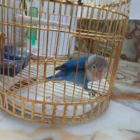 طوطی کوتوله|پرنده|کرمان, |دیوار