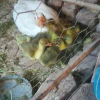 جوجه غاز و تخم غاز