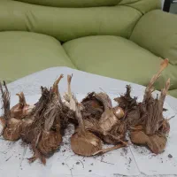 فروش پیاز زعفران قائنات با تخفیف فوری|خدمات باغبانی و درختکاری|قزوین, |دیوار