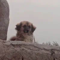 سگ پاکوتاه ماده