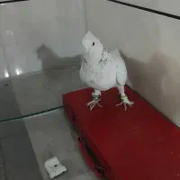 کبوتر کاشونی|پرنده|فرخشهر, |دیوار