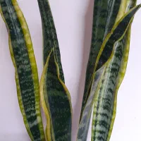 سانسیوریا ابلق شمشیری|گل و گیاه طبیعی|ملایر, |دیوار