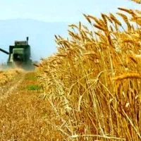 زمین گندمزار دیم