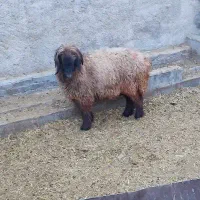 شیشک چتری|حیوانات مزرعه|طسوج, |دیوار