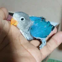 کوتوله برزیلی