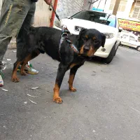 توله روتوایلر