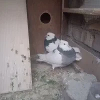 سلام جفت طوقی  به همراه جوجه