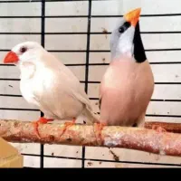 فنچ کرواتی مولد