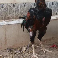 دو عدد خروس خاش