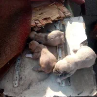 پاکوتا چشم بسته تازه دنیا اومدن واگذاز میکنم